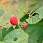 Thimbleberry