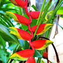 Heliconia