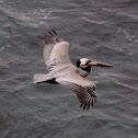 California Brown Pelican