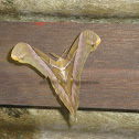 Moth