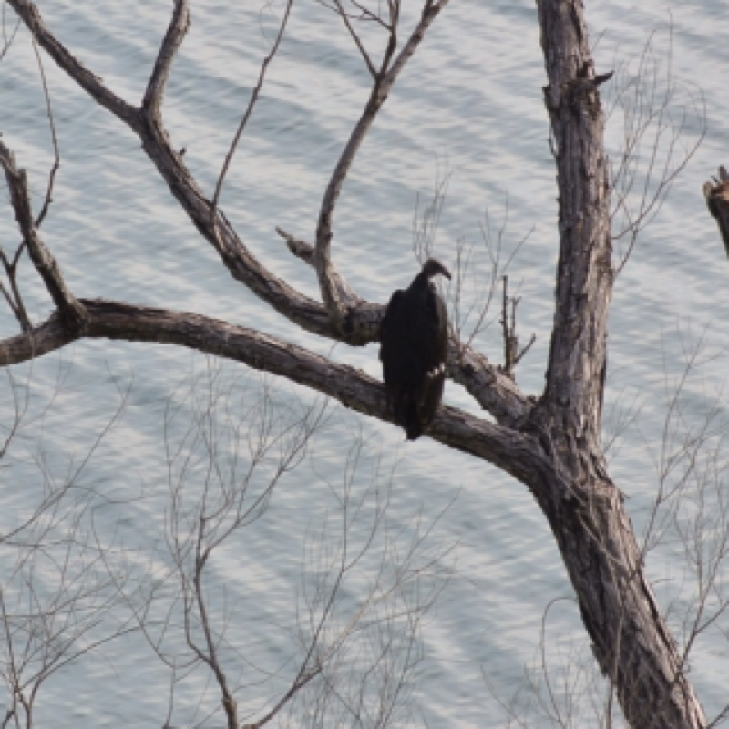 Turkey Vulture            Juvenile