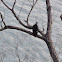 Turkey Vulture            Juvenile