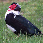Muscovy duck