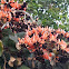 Butea monosperma