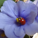 Joaninha - Lady Bug