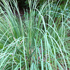 Pampas Grass