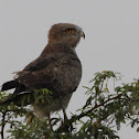Short-toed Snake Eagle