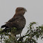 Short-toed Snake Eagle