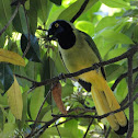 Green Jay