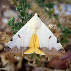 Egyptian Noctuid