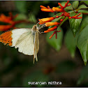 Plain Orange-Tip