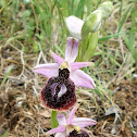 Ophrys ferrum-equinum
