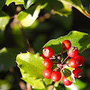 holly (holly bush)