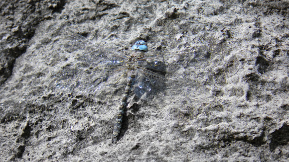 Spotting Image 1