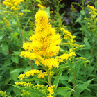 Goldenrod