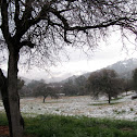 Oak Tree