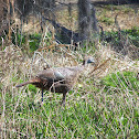 Eastern Wild Turkey