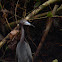 Little Blue Heron