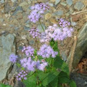 Blue Mistflower