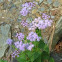 Blue Mistflower