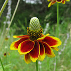 Mexican Hat