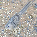 Common Babbler