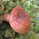 Fungi~