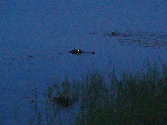 Spotting Image 1