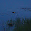 American Alligator