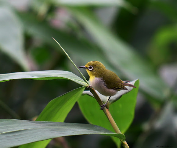 Spotting Image 1