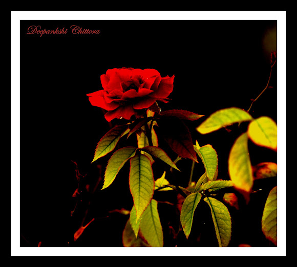 Spotting Image 1