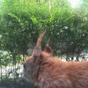 Red Squirrel