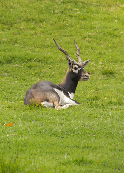 Spotting Image 1