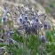 Pasque flower