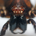 Huntsman Spider (?) exuvia