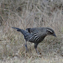 Red-winged Blackbird (female)