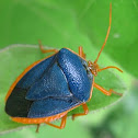 Aqua green stink bug  
