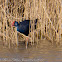 Purple Gallinule
