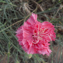 Dianthus caryophyllus 