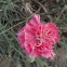 Dianthus caryophyllus 