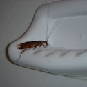 American cockroach