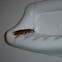 American cockroach