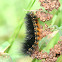 Salt Marsh Moth