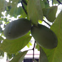 Pawpaw Tree Fruit