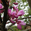Judas Tree