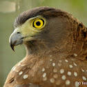Philippine serpent eagle