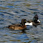 Tufted Ducks