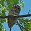 Barred Owl