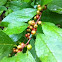 Winterberry Holly