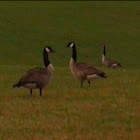 Canada Goose